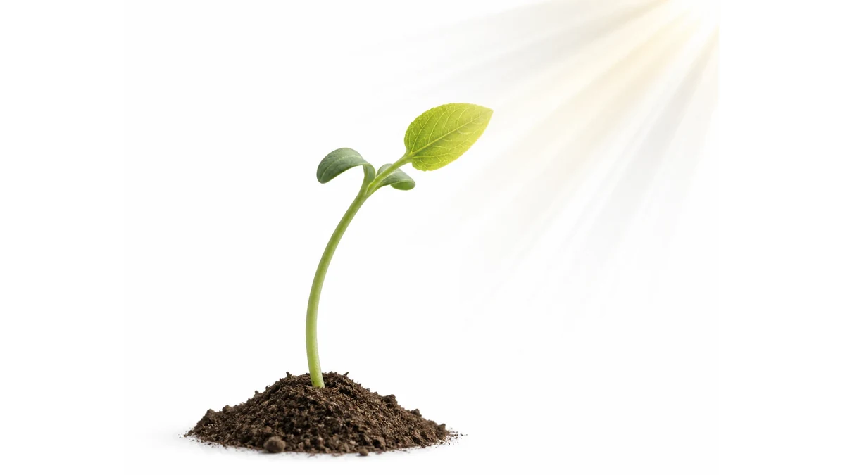 Editorial illustration of a plant bending toward a light source